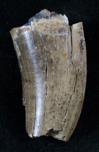 Partial Tyrannosaur Tooth - Montana #13858